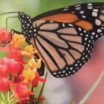 Image of a butterfly