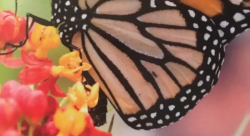 Image of a butterfly