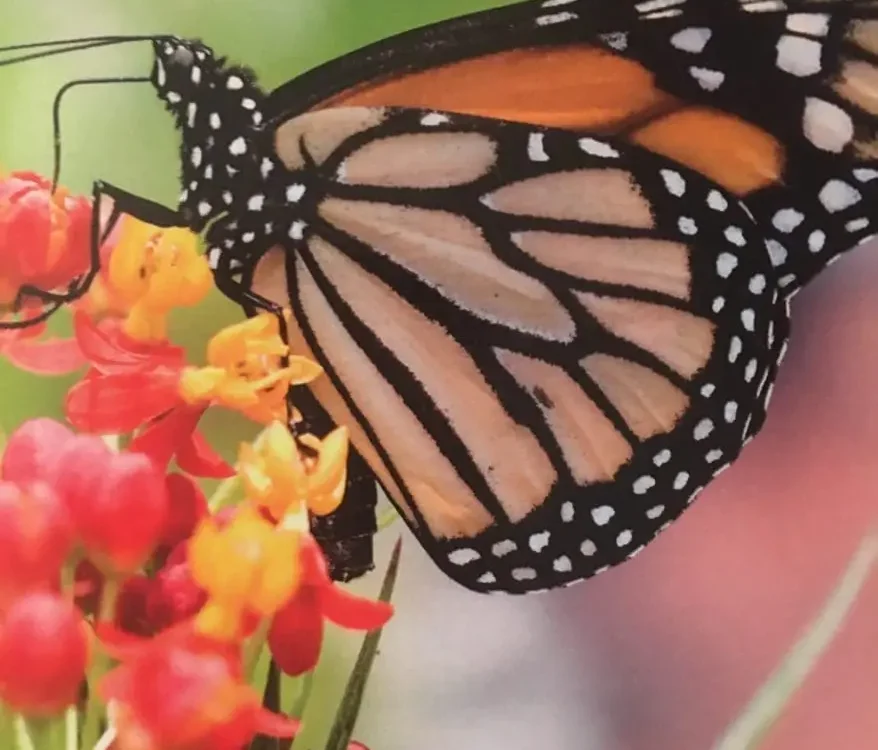 Image of a butterfly
