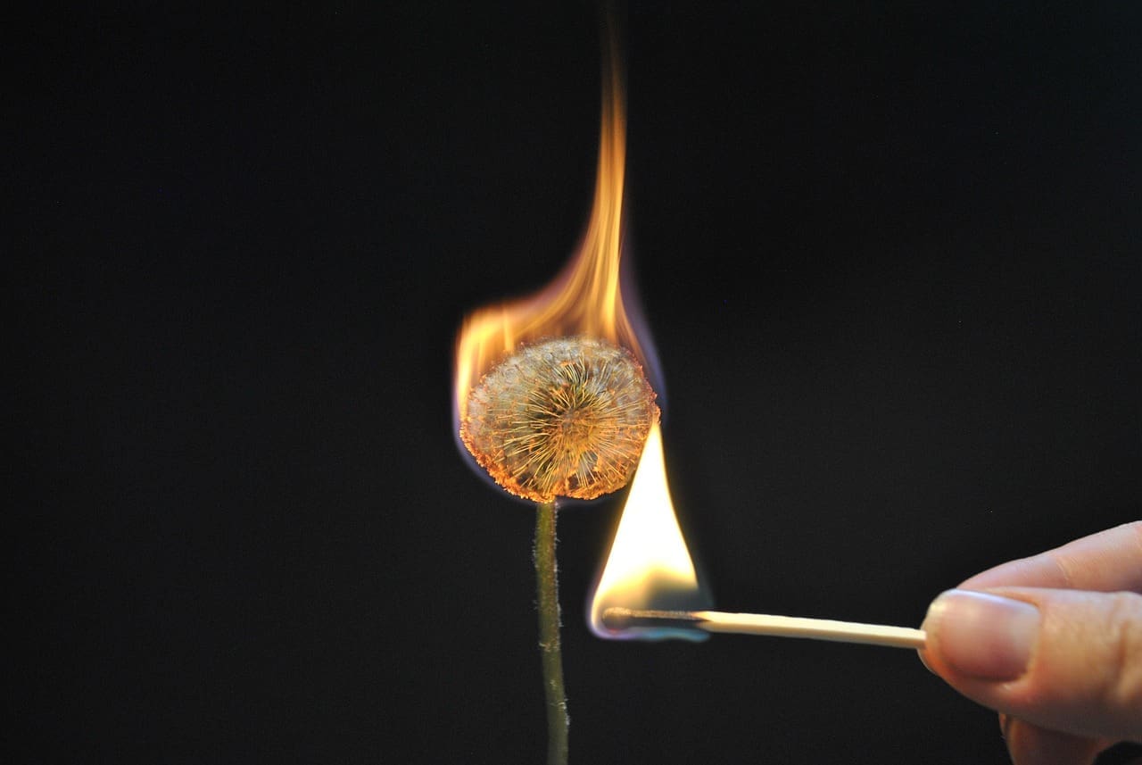Image of a dandilion being set on fire