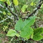 Image of a leaf growing on a tree