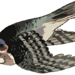 Image to the poem, Flown