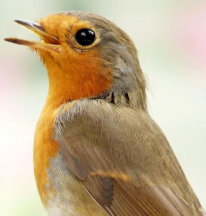 Image for the poem, Flown