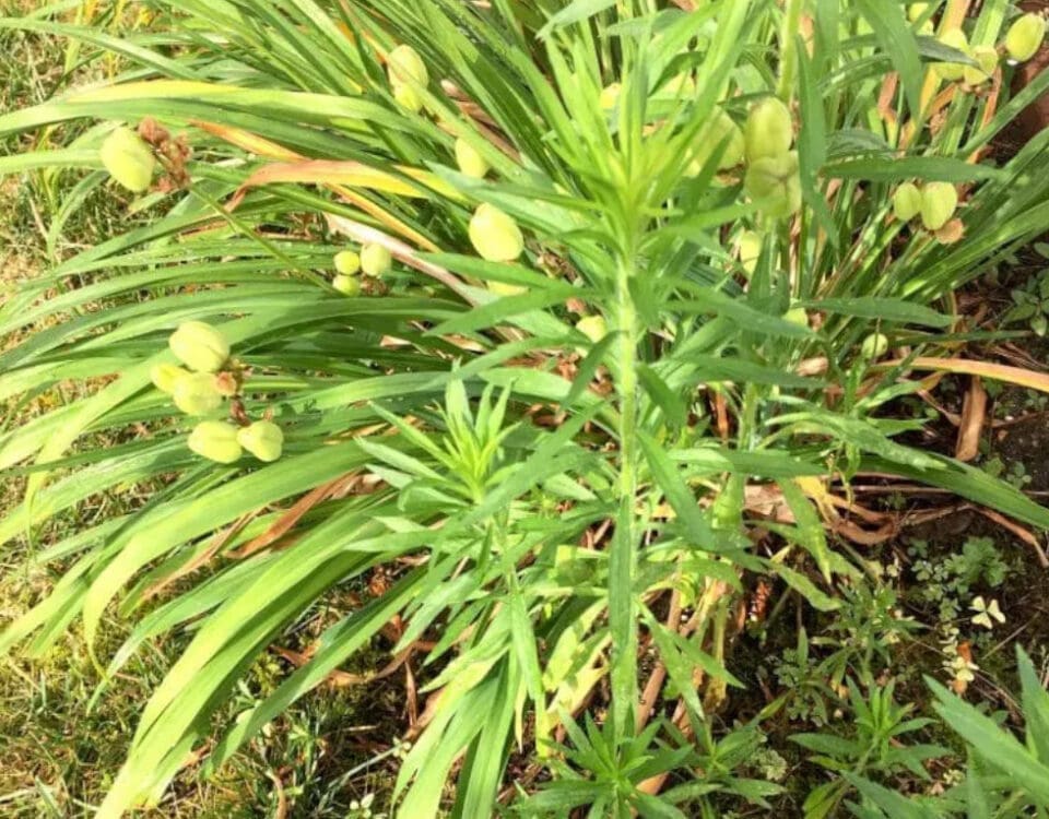 Image of weeds