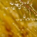 Raindrops sitting on green grass