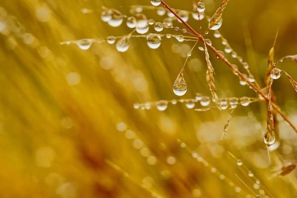 Raindrops sitting on green grass