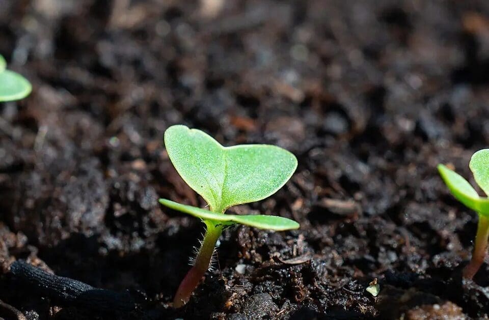 Image from the poem, Thrive