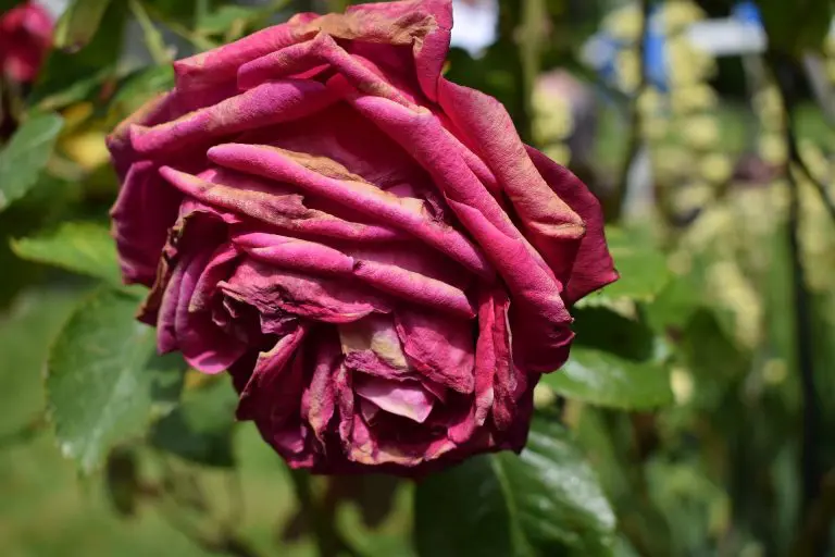 Image from the poem, Torn to Grow