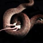 Image of a snake eating a mouse
