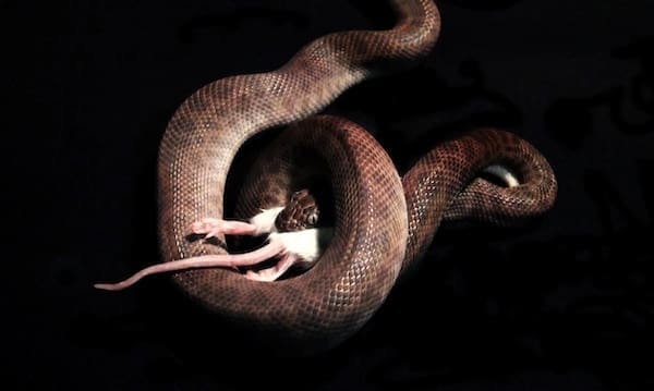 Image of a snake eating a mouse