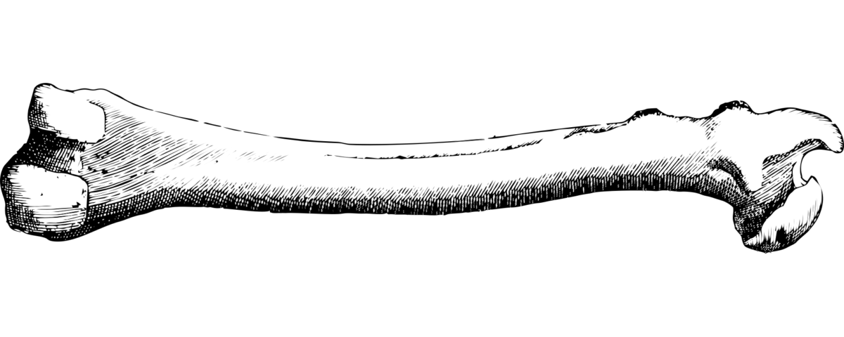 Image of a bone