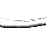 Image of a bone