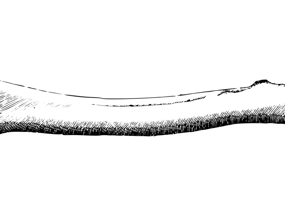 Image of a bone