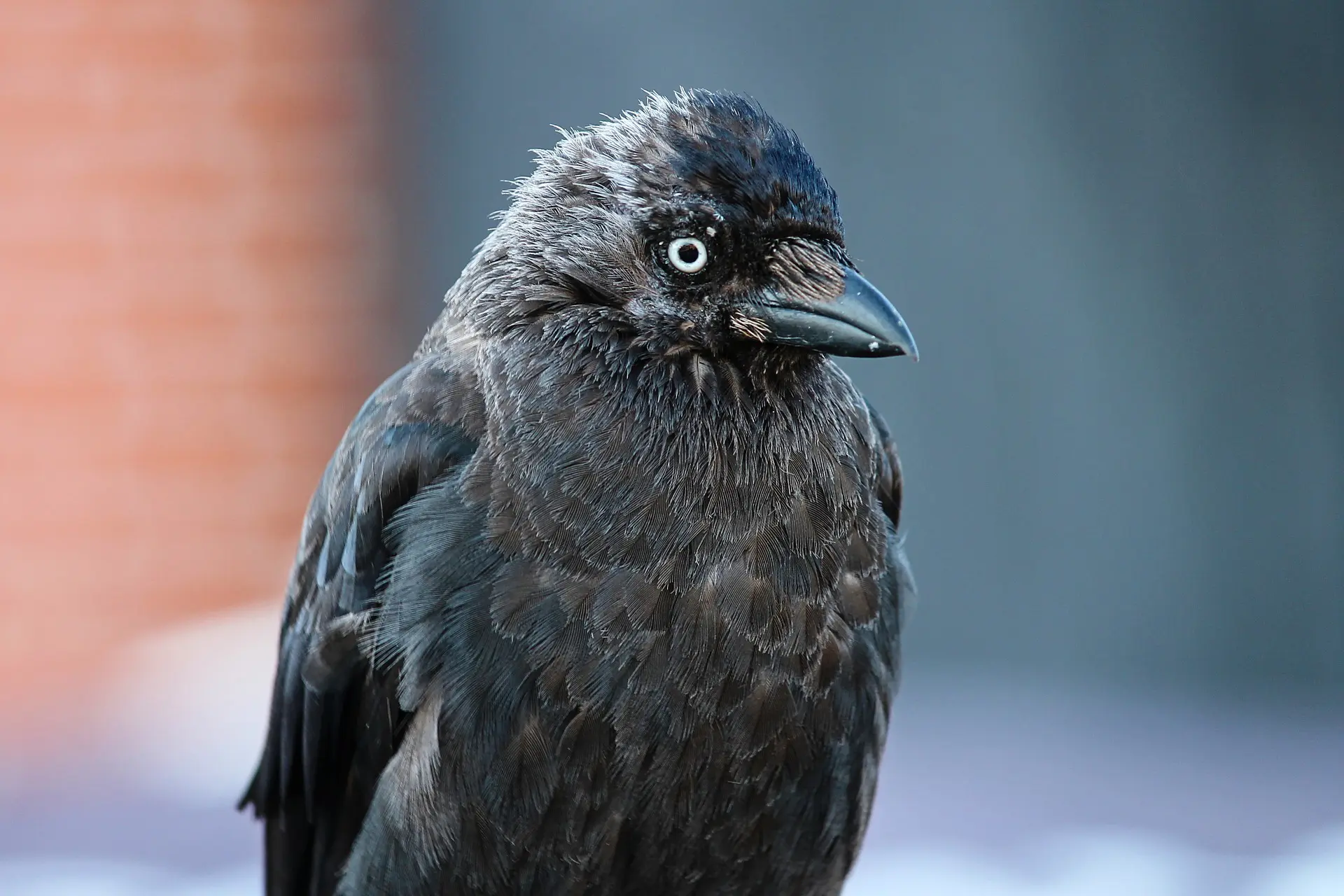 Image of a bird