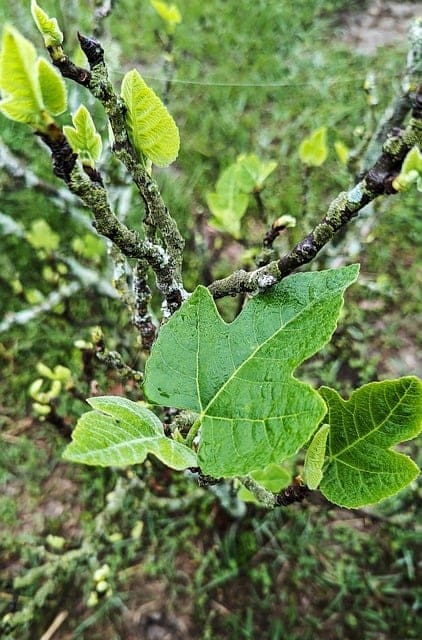 Image of a leaf growing on a tree