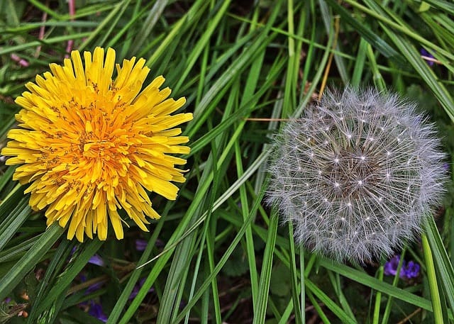 Image of 2 dandelions