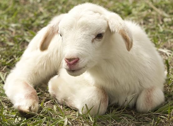 Image of a lamb lying down